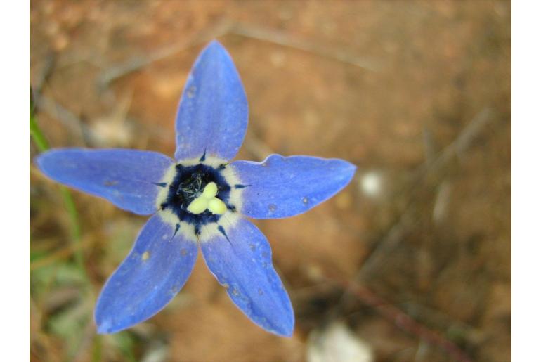 Wahlenbergia constricta 7766