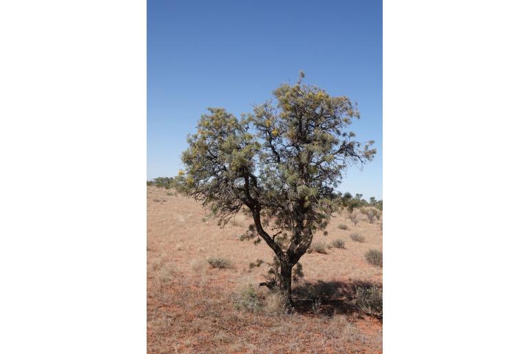 Hakea eyreana -7774