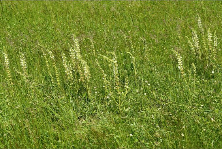 Salvia austriaca 7777