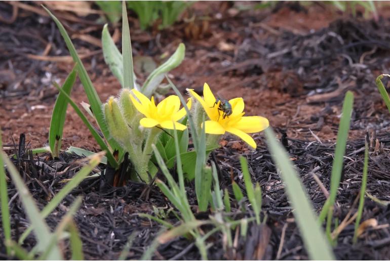 Hypoxis argentea&nbsp;7778
