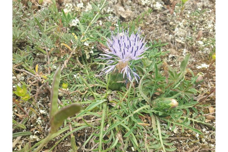 Carthamus mitissimus 7790