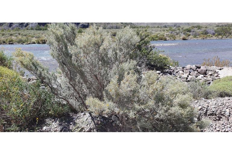 Adesmia volckmannii -7802