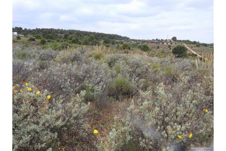 Cistus atriplicifolius -7805