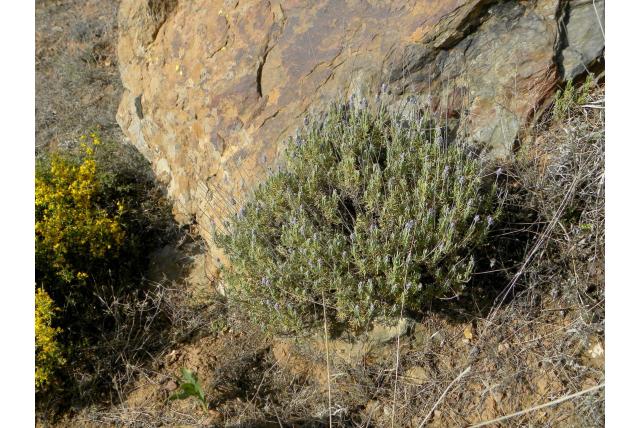 Grijsbladige franse lavendel