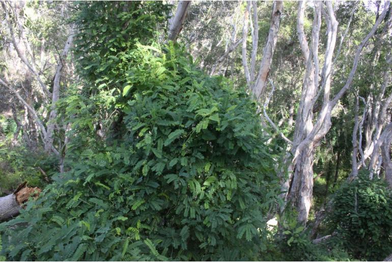 Abrus precatorius ssp africanus -7825
