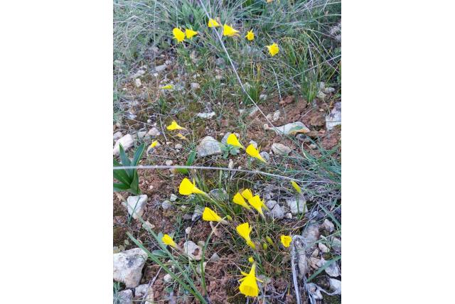 Hoepelroknarcis
