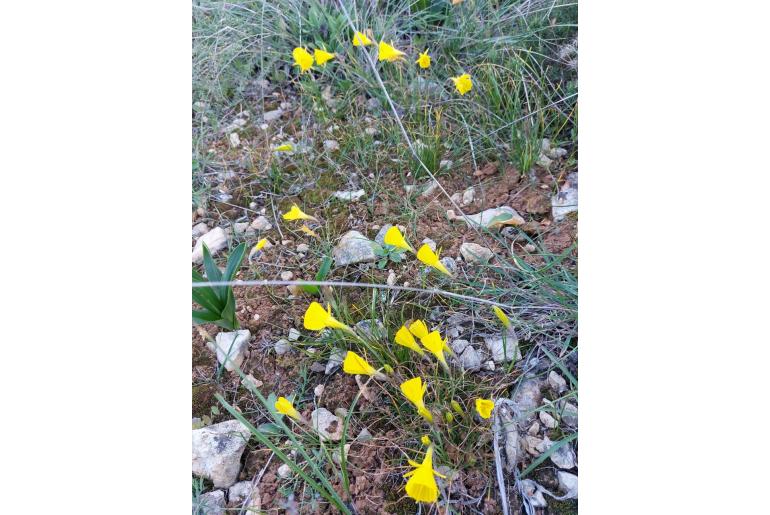 Narcissus bulbocodium -7829