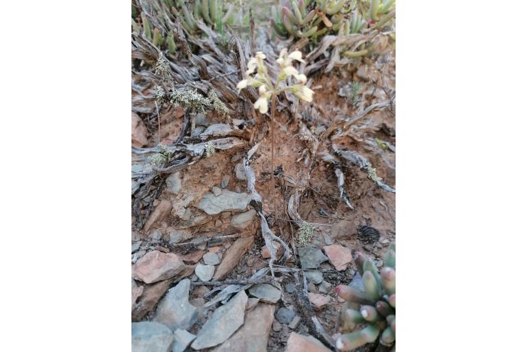 Pelargonium luteolum 7836