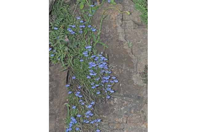 Zwakke lobelia
