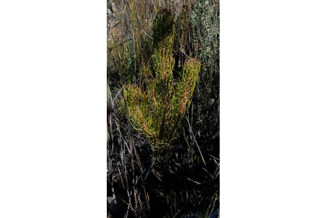 Osborne's leucadendron