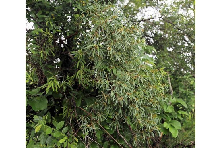 Rhoicissus revoilii Rhoicissus revoilii -7846