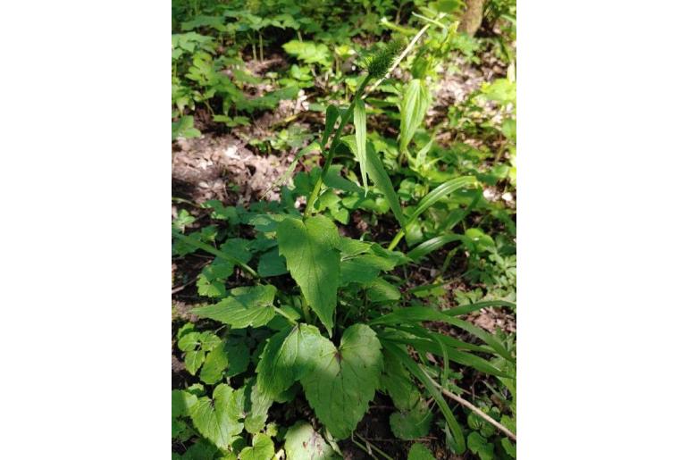 Phyteuma spicatum 7847
