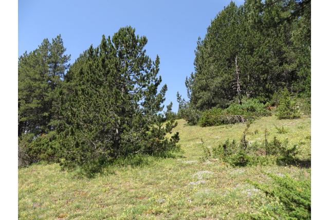 Berg den