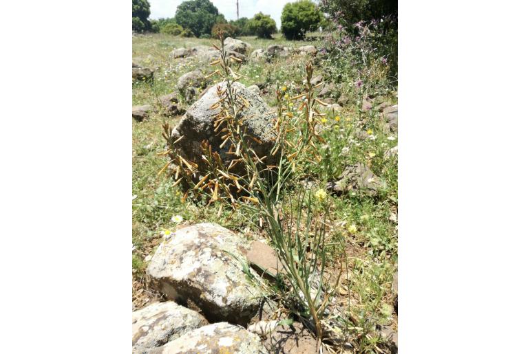 Asphodeline brevicaulis&nbsp;7855