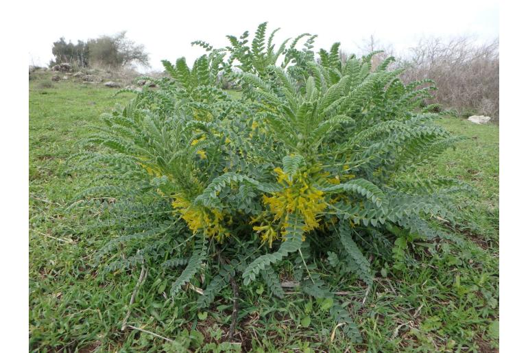 Astragalus macrocarpus&nbsp;7857
