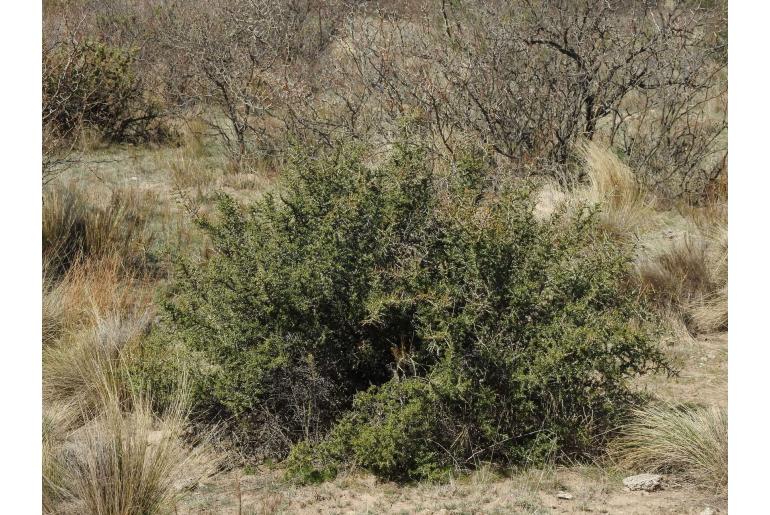 Condalia microphylla&nbsp;7864