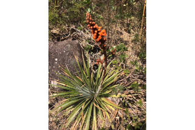 Foster's dyckia