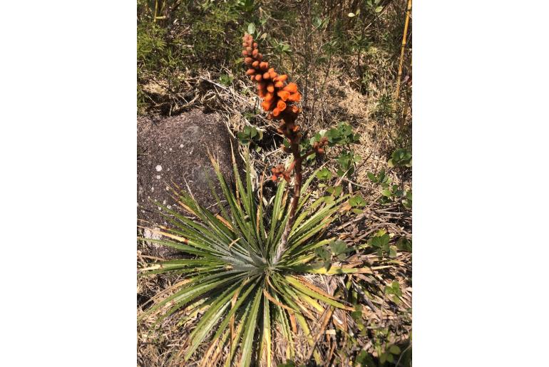Dyckia fosteriana&nbsp;7866