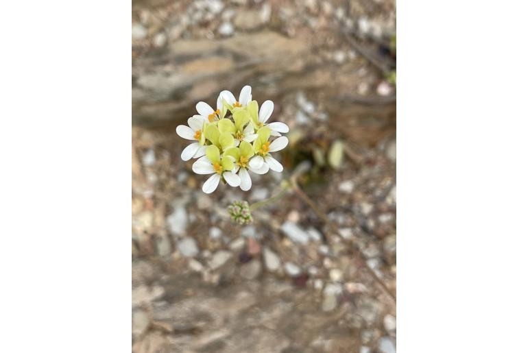 Pelargonium ochroleucum 7871
