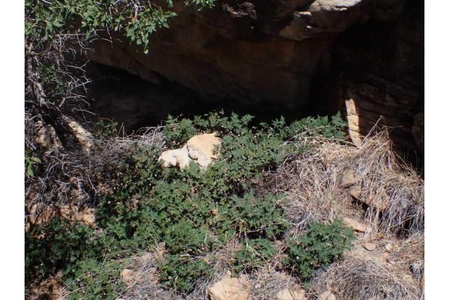 Standley's notholaena