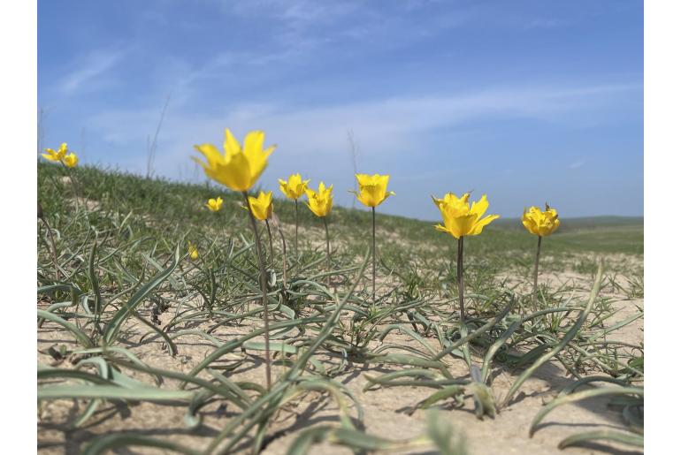 Tulipa kolpakowskiana -7890