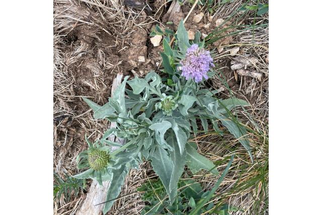 Grauwe scabiosa
