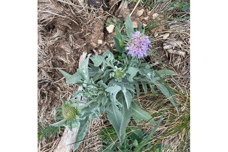 Scabiosa cinerea 7898