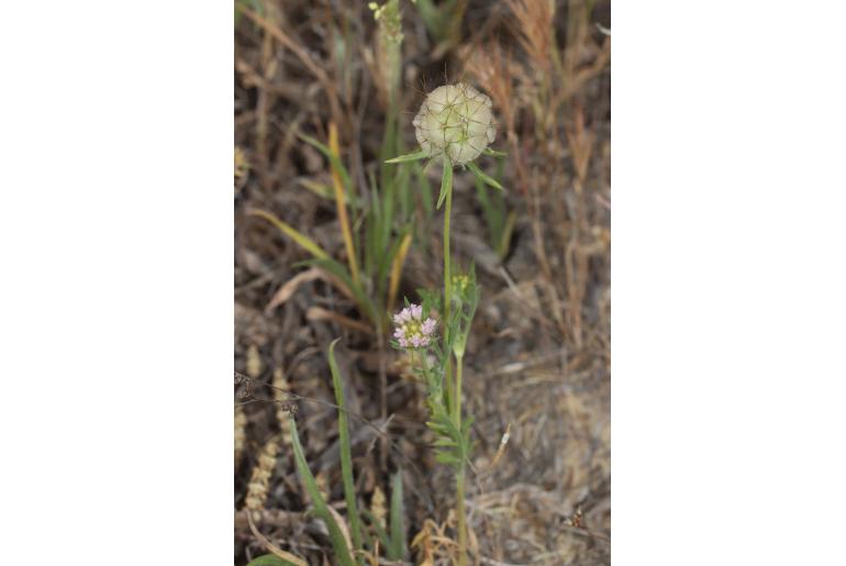 Lomelosia stellata -7899