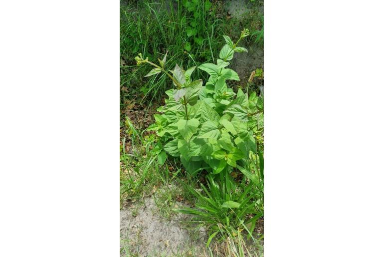 Scrophularia nodosa 7908