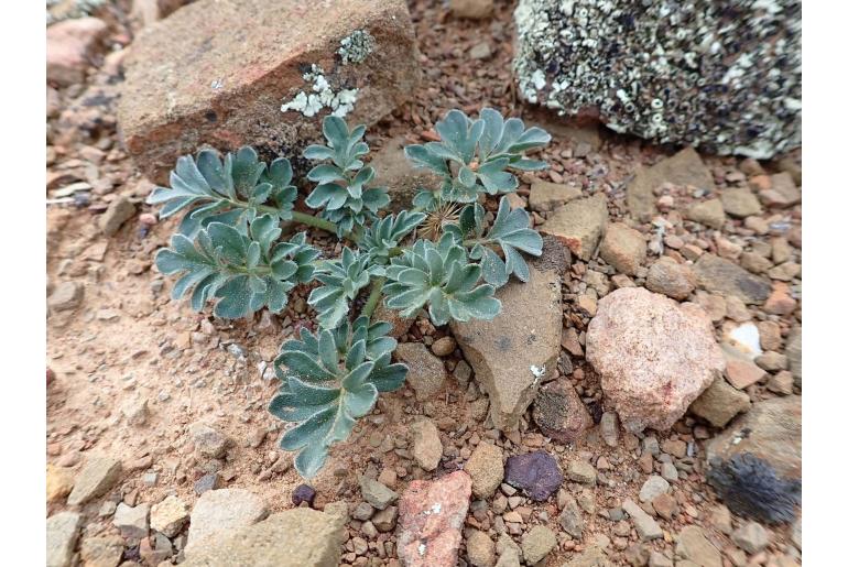 Pelargonium petroselinifolium 7911