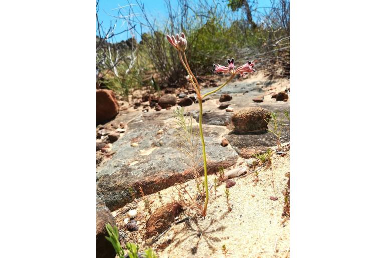 Pelargonium pilosellifolium 7922
