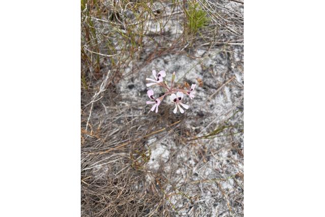 Zand geranium