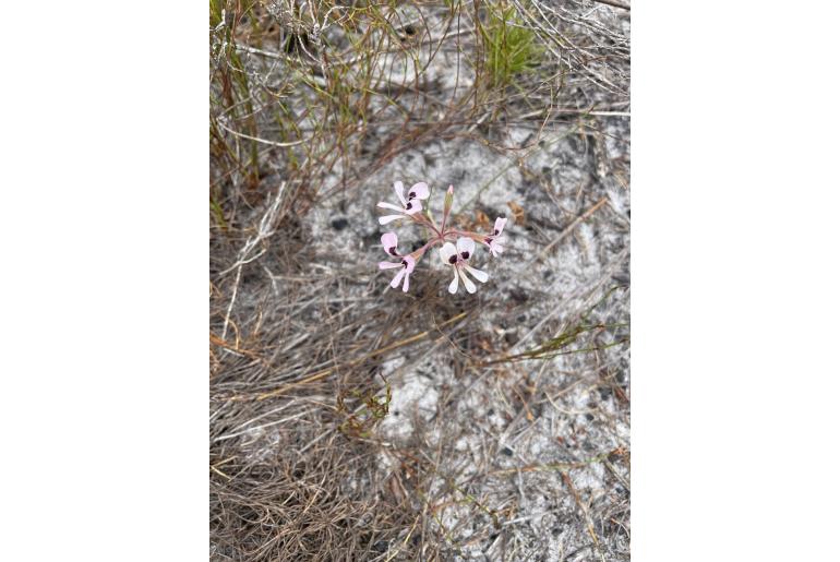 Pelargonium psammophilum 7924