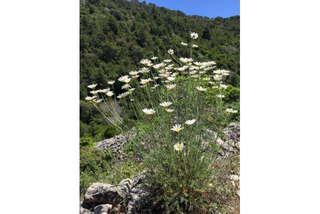Dalmatische pyrethrum