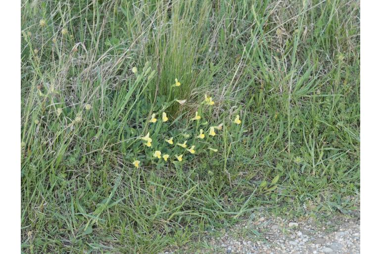 Lotus maritimus 7938