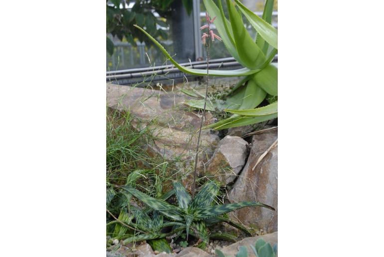 Aloe somaliensis -7946