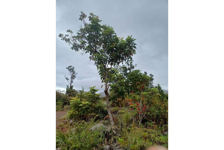 Geissois pruinosa&nbsp;7951