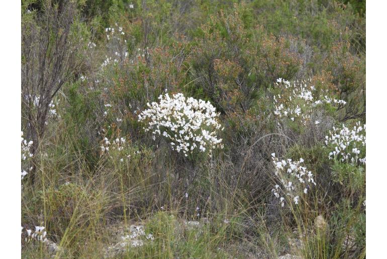 Linum suffruticosum 7958