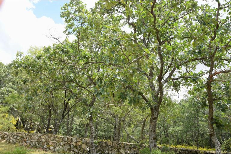 Quercus pyrenaica -7968