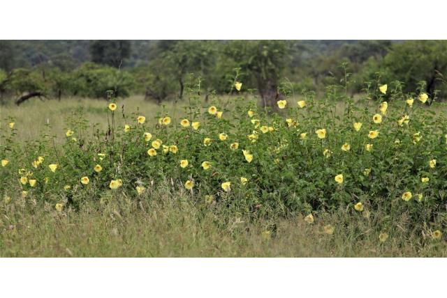 Dongola Hibiscus