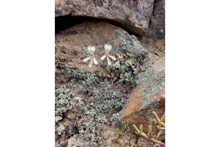 Pelargonium stipulaceum 7977
