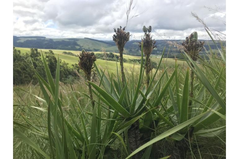 Aloe neilcrouchii&nbsp;7978