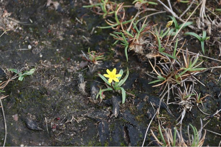 Hypoxis flanaganii&nbsp;7978