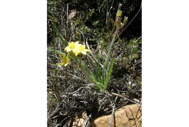 Wollige hypoxis