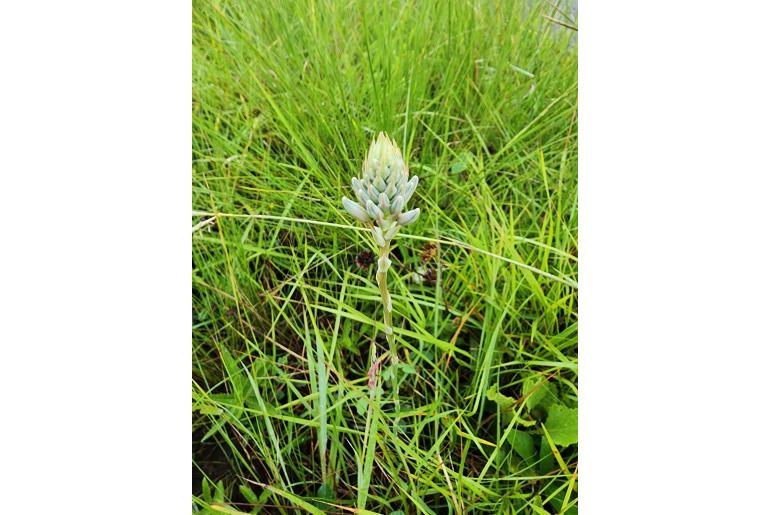 Aloe parviflora&nbsp;7982