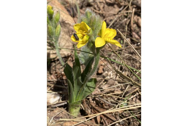 Hypoxis gerrardii&nbsp;7982