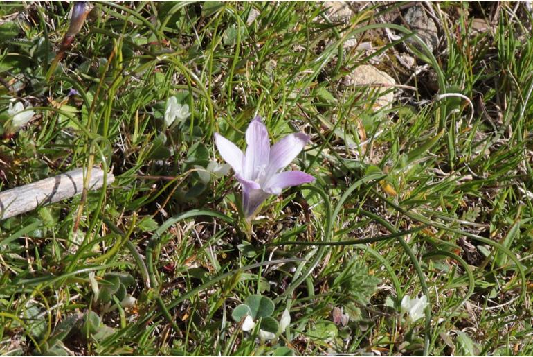 Romulea ligustica -7987