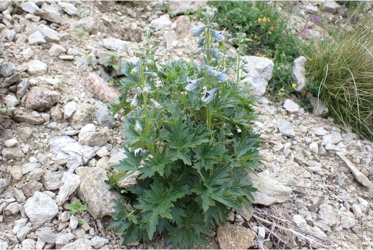 Delphinium montanum 7993
