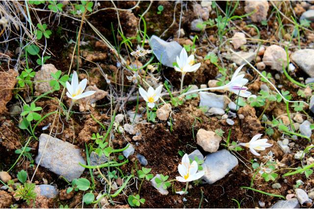 Kabouter Krokus