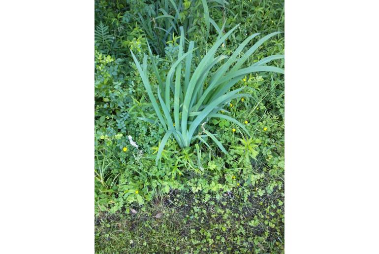 Allium cepa -7995